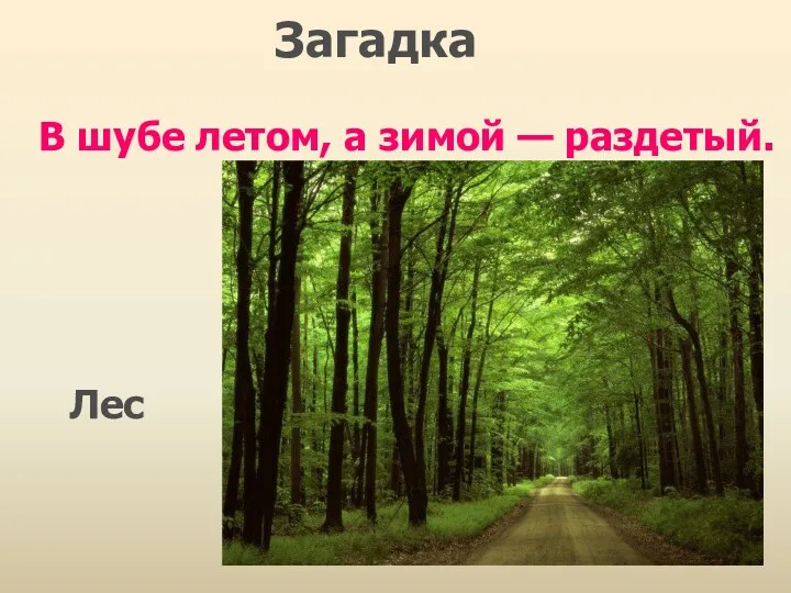 В шубе летом, а зимой — раздетый. Лес Загадка