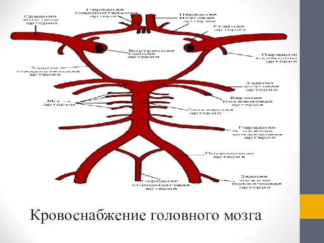 Кровоснабжение головного мозга