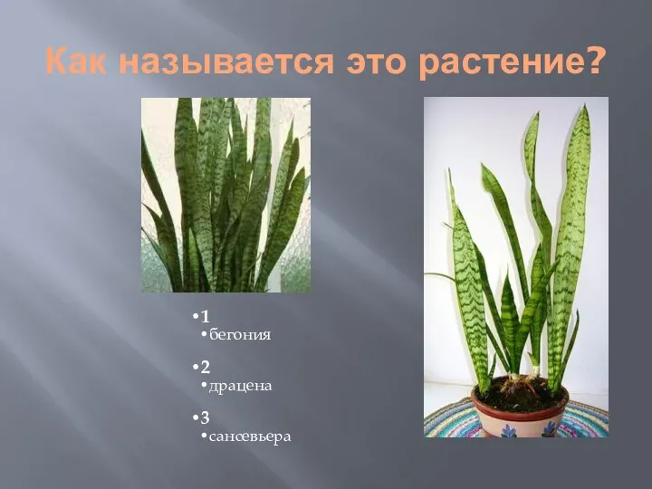 Как называется это растение?