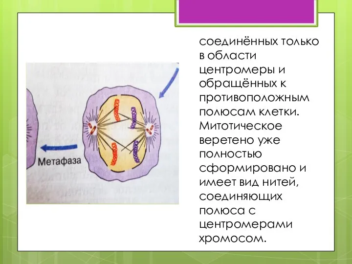 соединённых только в области центромеры и обращённых к противоположным полюсам
