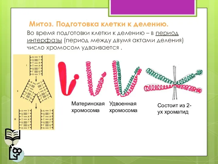 Во время подготовки клетки к делению – в период интерфазы