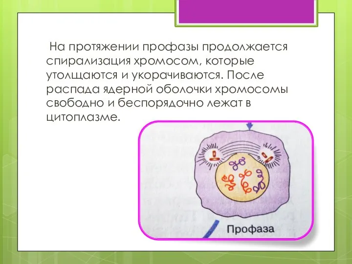 На протяжении профазы продолжается спирализация хромосом, которые утолщаются и укорачиваются.