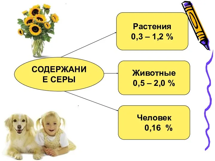 Растения 0,3 – 1,2 % СОДЕРЖАНИЕ СЕРЫ Человек 0,16 % Животные 0,5 – 2,0 %