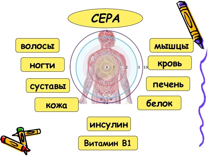 СЕРА кожа суставы печень мышцы кровь ногти волосы Витамин В1 белок инсулин