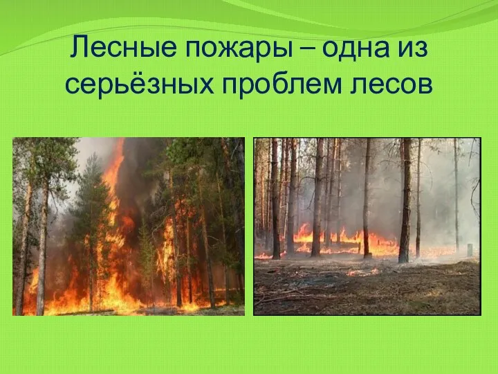 Лесные пожары – одна из серьёзных проблем лесов