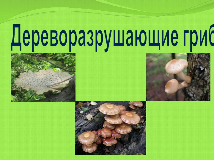 Дереворазрушающие грибы