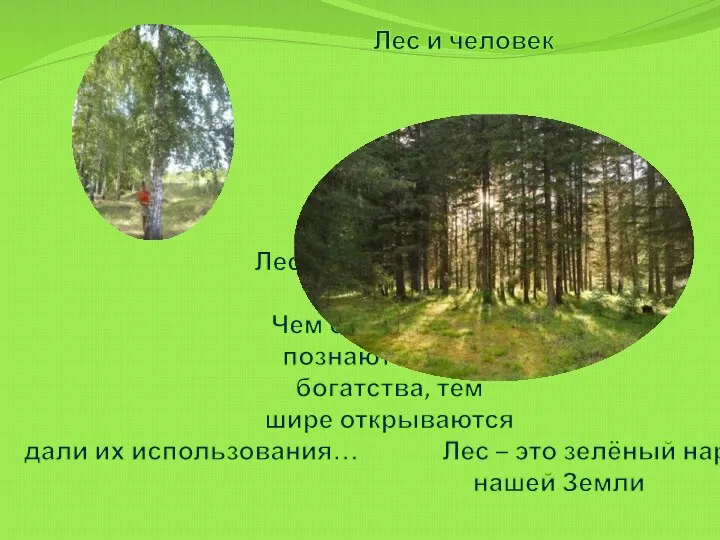 Лес и человек Лес - наше богатство Чем больше люди познают лесные богатства,