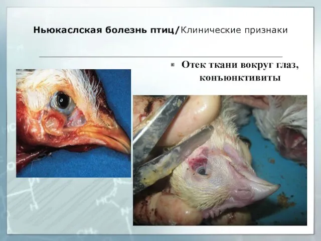 Ньюкаслская болезнь птиц/Клинические признаки Отек ткани вокруг глаз, конъюнктивиты