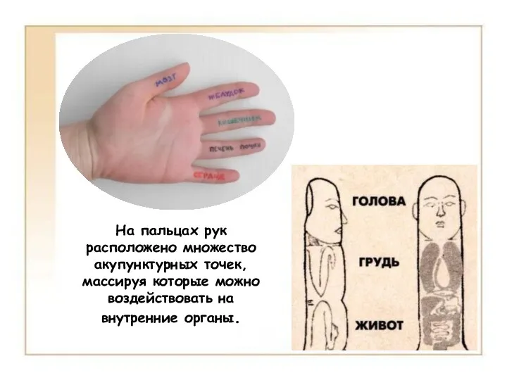 На пальцах рук расположено множество акупунктурных точек, массируя которые можно воздействовать на внутренние органы.