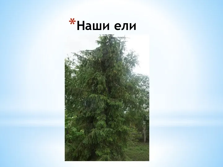 Наши ели