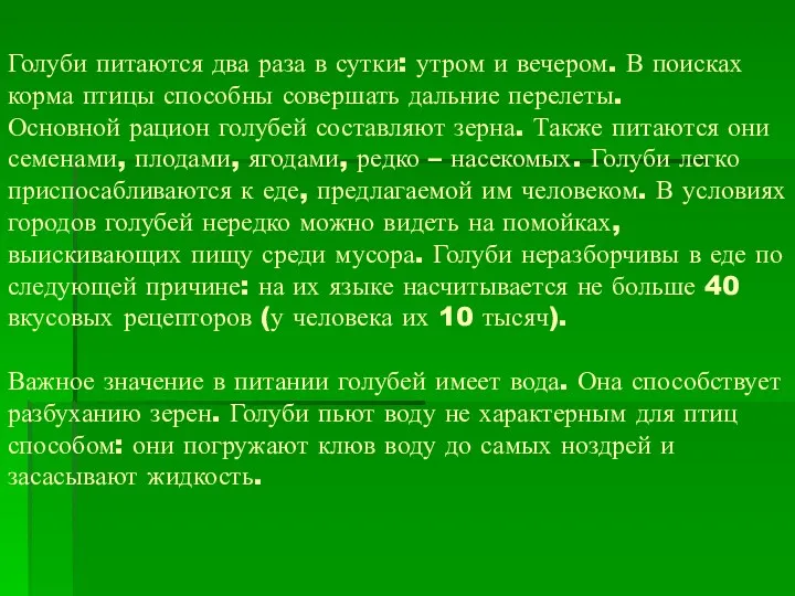 Голуби питаются два раза в сутки: утром и вечером. В