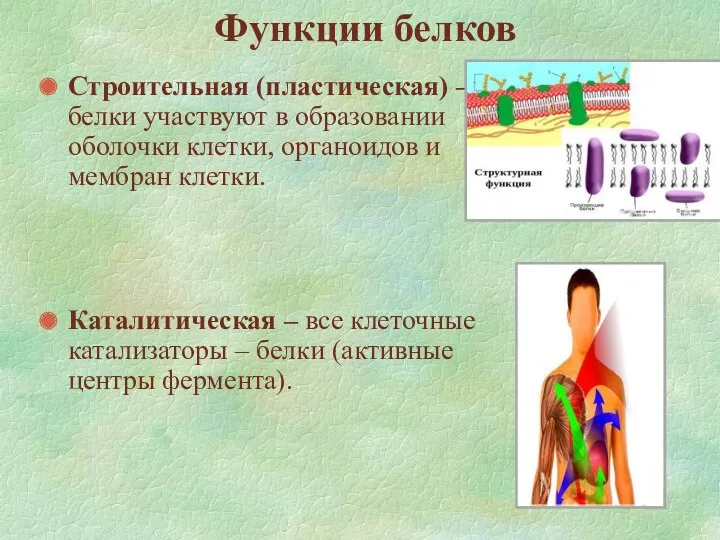 Функции белков Строительная (пластическая) – белки участвуют в образовании оболочки