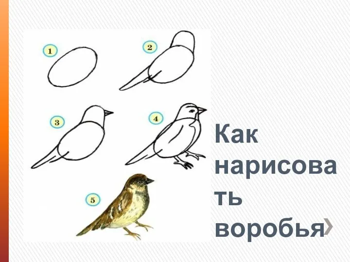 Как нарисовать воробья