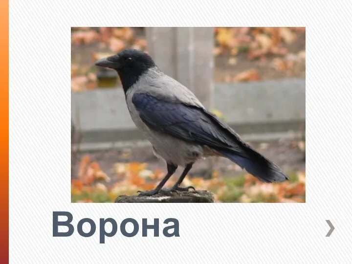 Ворона