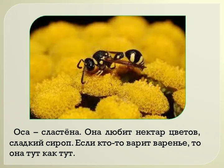 Оса – сластёна. Она любит нектар цветов, сладкий сироп. Если