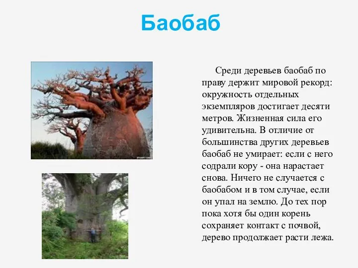 Баобаб Среди деревьев баобаб по праву держит мировой рекорд: окружность отдельных экземпляров достигает