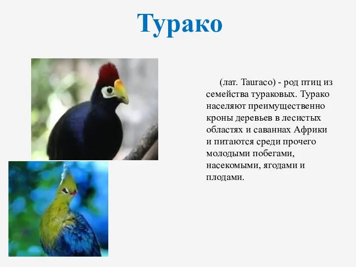 Турако (лат. Tauraco) - род птиц из семейства тураковых. Турако населяют преимущественно кроны