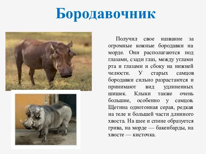 Бородавочник Получил свое название за огромные кожные бородавки на морде. Они располагаются под