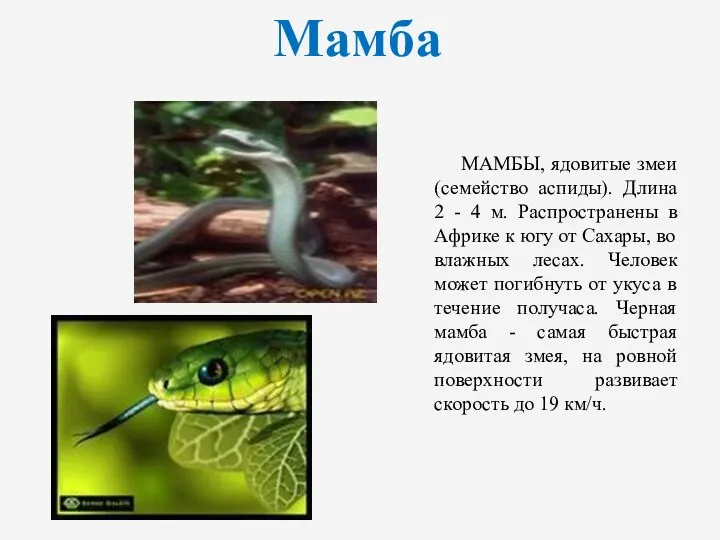 Мамба МАМБЫ, ядовитые змеи (семейство аспиды). Длина 2 - 4 м. Распространены в