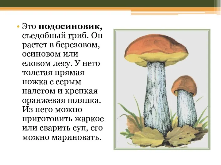 Это подосиновик, съедобный гриб. Он растет в березовом, осиновом или