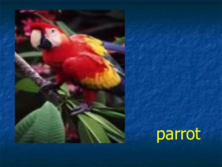 parrot