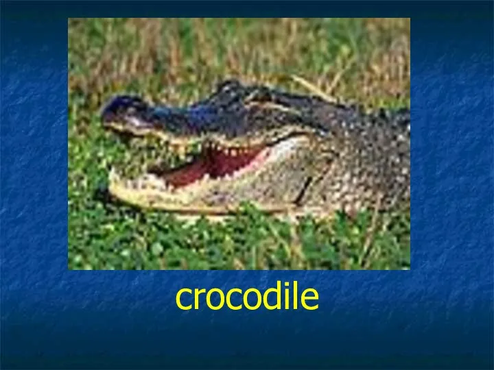 crocodile