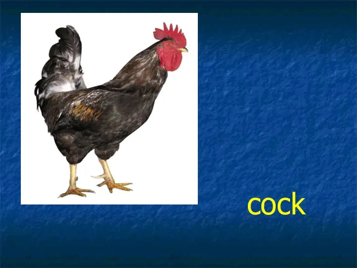 cock