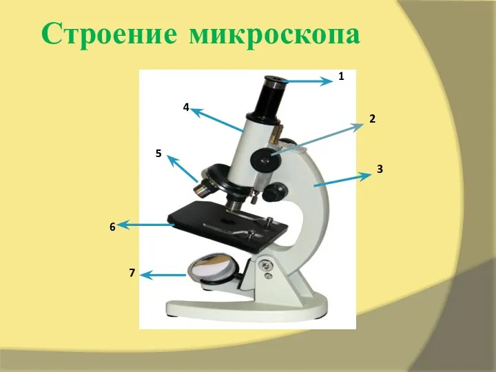 Строение микроскопа 1 2 3 4 5 6 7