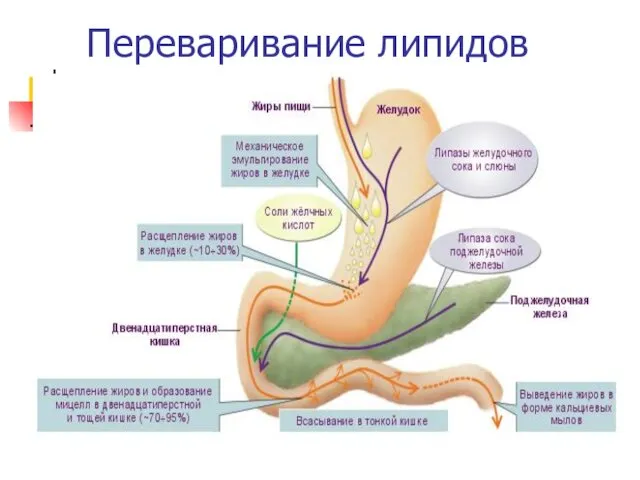 Переваривание липидов