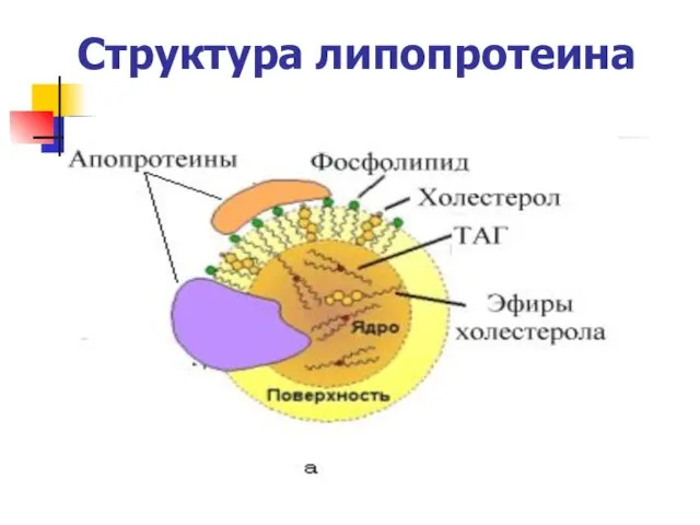 Структура липопротеина