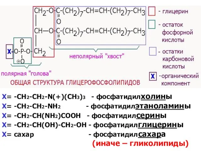 Х= -СH2-CH2-N(+)(СН3)3 - фосфатидилхолины Х= -СН2-СН2-NH2 - фосфатидилэтаноламины Х= -СН2-СН(NH2)COOH