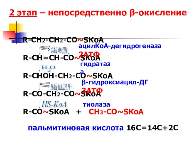 2 этап – непосредственно β-окисление R-CH2-CH2-CO~SКоА R-CH=CH-CO~SКоА R-CHОН-CH2-CO~SКоА R-CО-CH2-CO~SКоА R-CО~SКоА