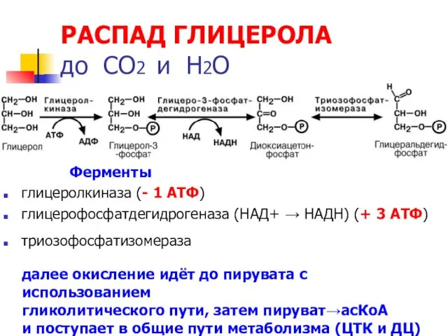 РАСПАД ГЛИЦЕРОЛА до СО2 и Н2О Ферменты глицеролкиназа (- 1