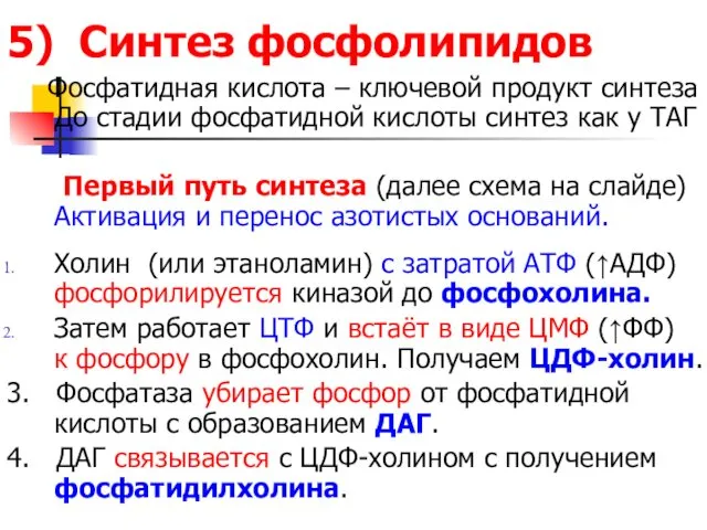 5) Синтез фосфолипидов Фосфатидная кислота – ключевой продукт синтеза До