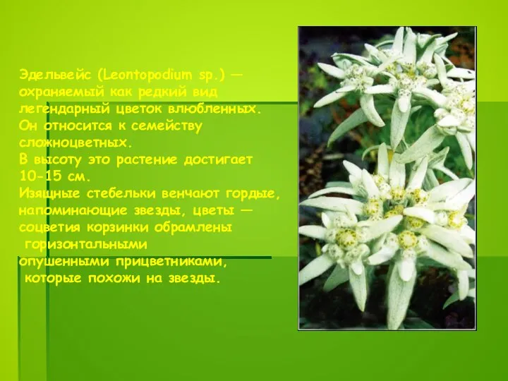 Эдельвейс (Leontopodium sp.) — охраняемый как редкий вид легендарный цветок влюбленных. Он относится