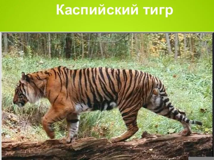 Каспийский тигр