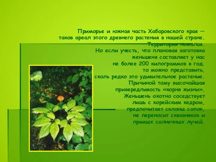 Приморье и южная часть Хабаровского края — таков ареал этого древнего растения в