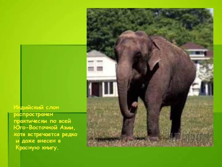 Индийский слон распространен практически по всей Юго-Восточной Азии, хотя встречается редко и даже
