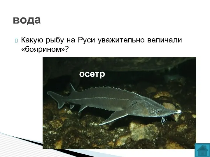 Какую рыбу на Руси уважительно величали «боярином»? вода осетр
