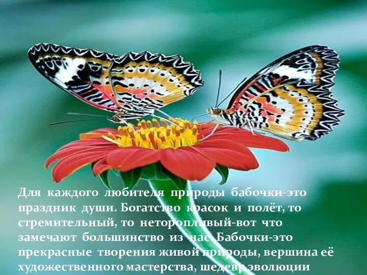 Для каждого любителя природы бабочки-это праздник души. Богатство красок и