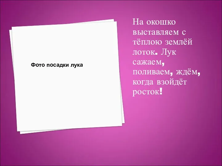 На окошко выставляем с тёплою землёй лоток. Лук сажаем, поливаем, ждём, когда взойдёт