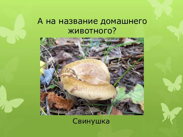 А на название домашнего животного? Свинушка