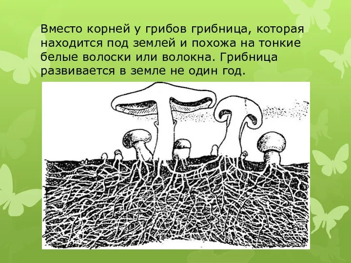 Вместо корней у грибов грибница, которая находится под землей и