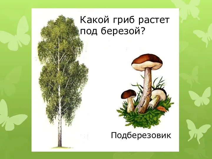 Какой гриб растет под березой? Подберезовик