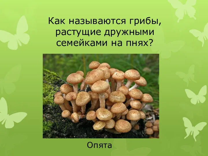 Как называются грибы, растущие дружными семейками на пнях? Опята