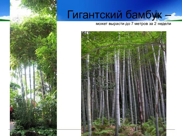 Гигантский бамбук – может вырасти до 7 метров за 2 недели