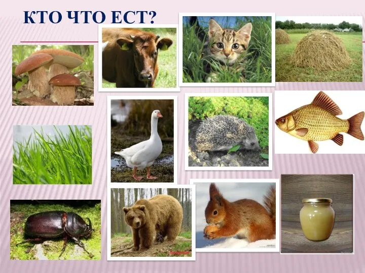 Кто что ест?