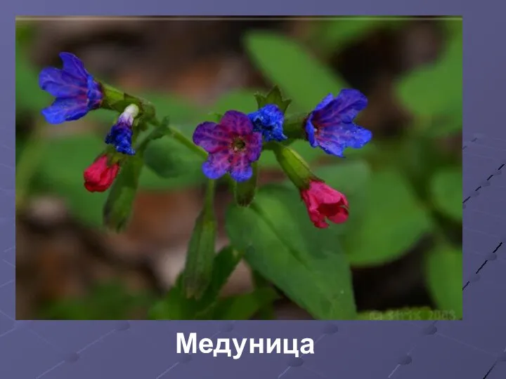 Медуница