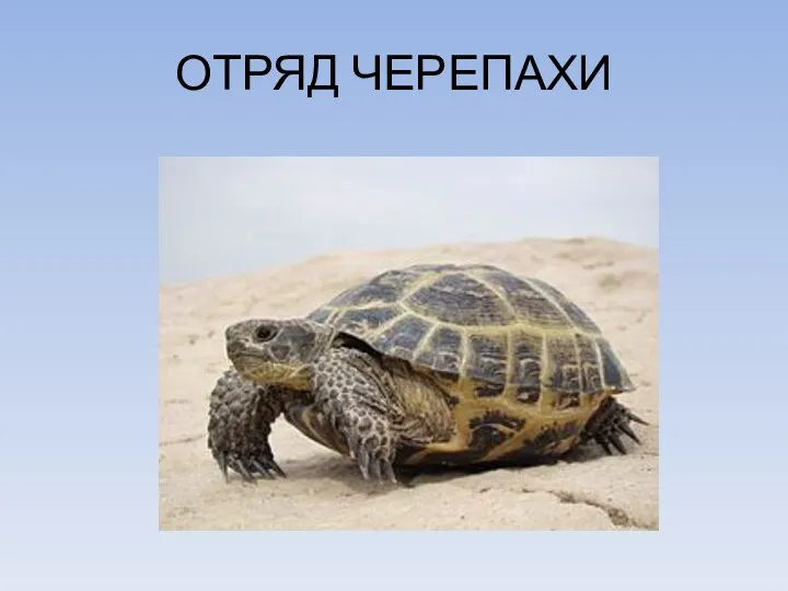 ОТРЯД ЧЕРЕПАХИ