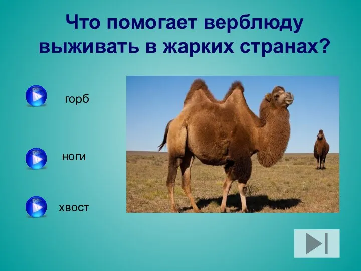 Что помогает верблюду выживать в жарких странах? горб ноги хвост